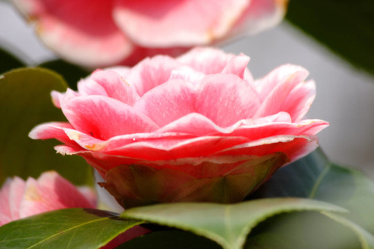 kamelienblüTE