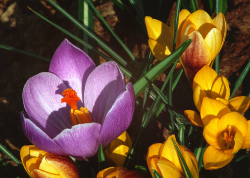 krokus2