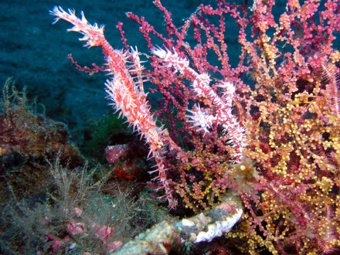 ghostpipefishes