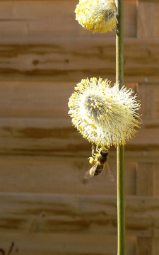 掛蜂