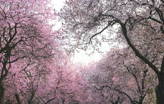 櫻花