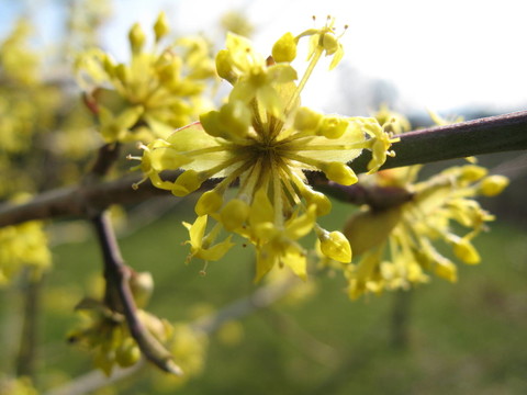 開花