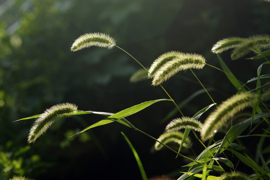 狗尾巴花