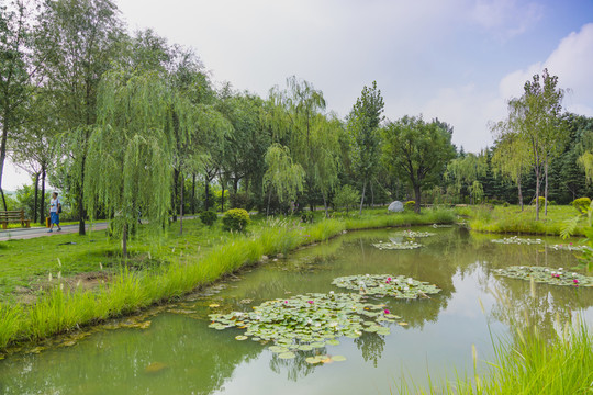 綠樹(shù)林