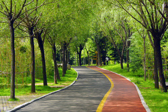 樹林小路