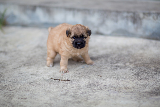 幼犬