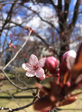 紫葉李花
