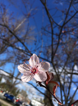 紫葉李花