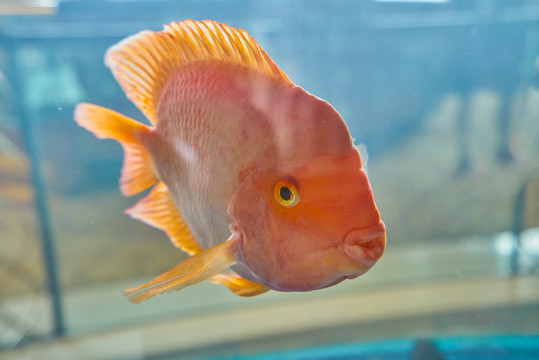 金魚 高清大圖