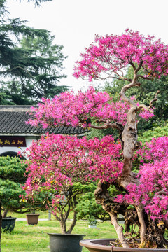 盆景園