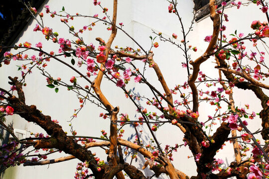 蘇州 梅花 樹 花 春天 忠王