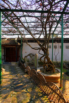 蘇州 建筑 灰瓦 園林 藤蔓