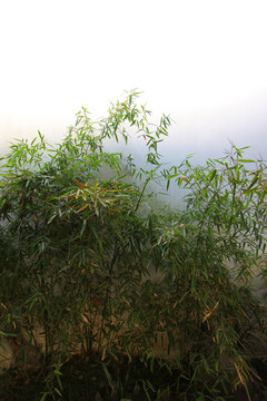蘇州 博物館 竹子 竹 竹葉