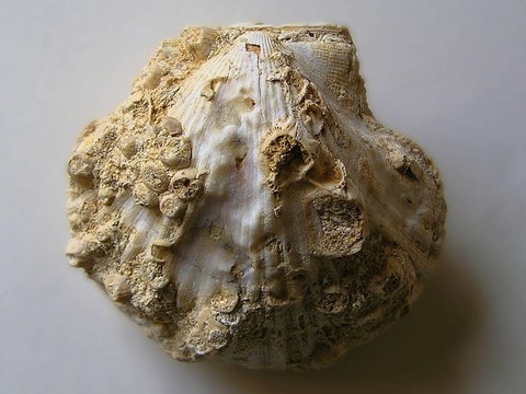 貝殼化石