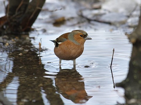 水鳥