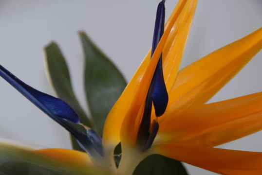 strelizie paradiesblume