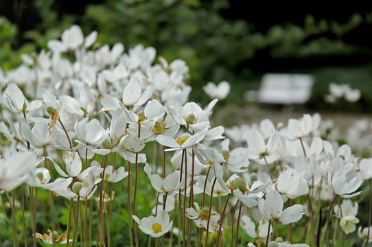 公園長椅前的銀蓮花群