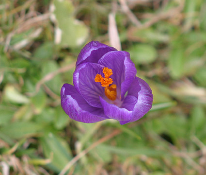 開(kāi)花