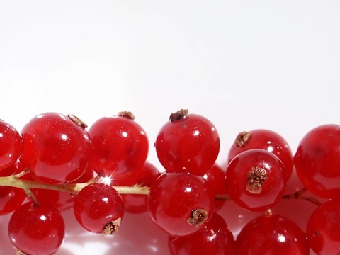 紅醋栗樹(shù)枝
