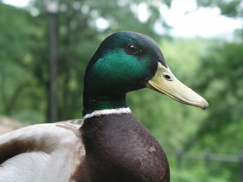 公園的鳥(niǎo)