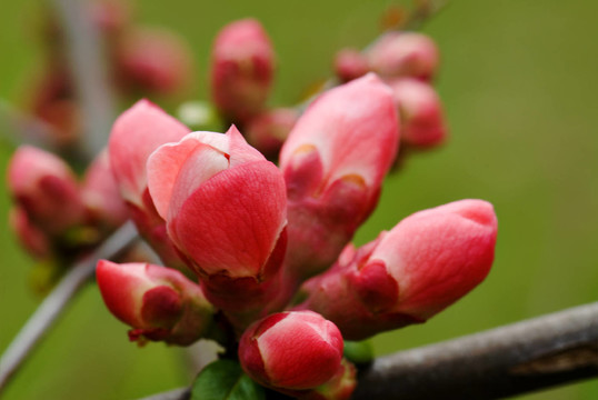 花園