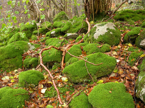 苔蘚