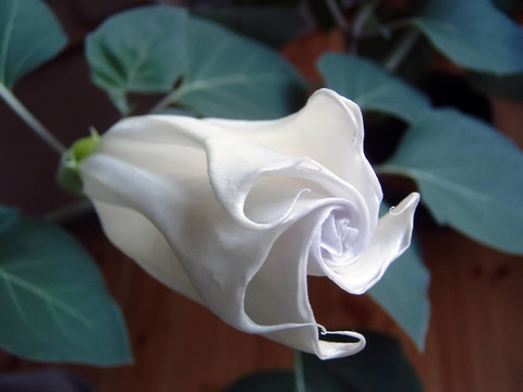 天使號(hào)角