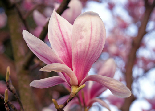 magnolienblüTE