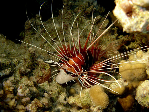 獅子魚