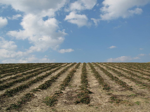 草莓植株行