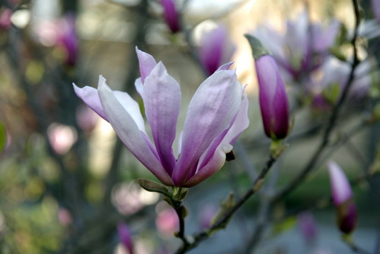 magnolienblüTE