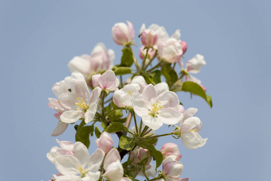 蘋果樹開花