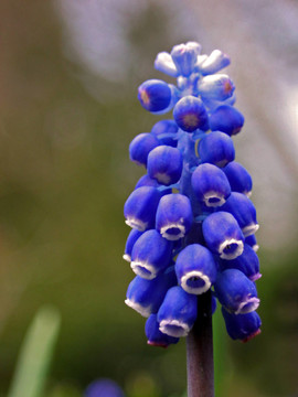藍(lán)色