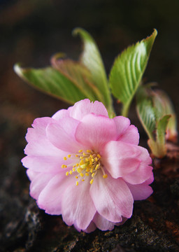 孤獨的