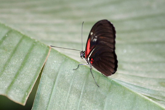 小快遞（Heliconius ERATO）