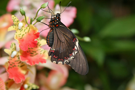 小快遞（Heliconius ERATO）