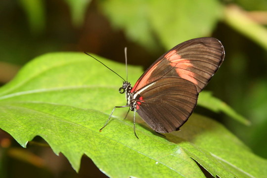 小快遞（Heliconius ERATO）