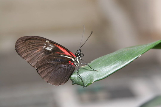 小快遞（Heliconius ERATO）