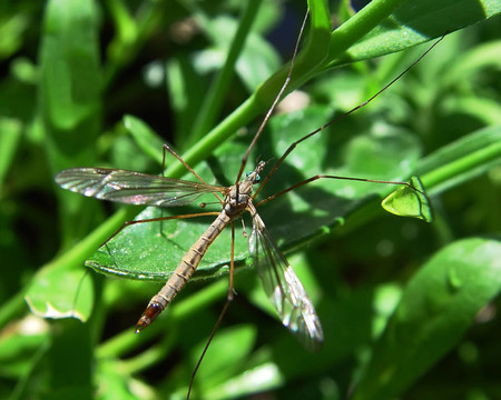 crane fly - nephrotoma quadrifaria
