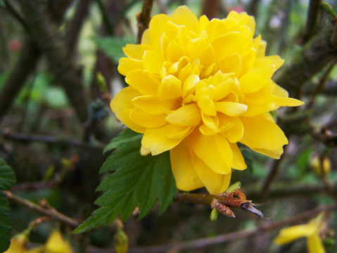 kamelienblüTE