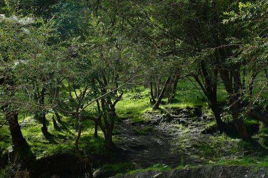 高原森林