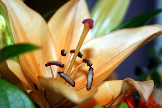 莉莉