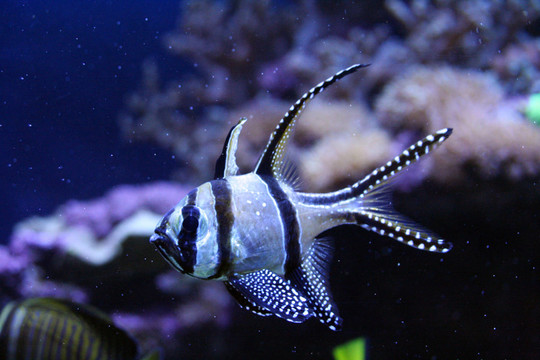 魚
