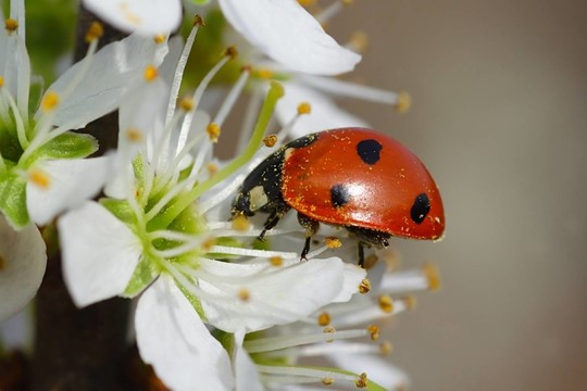 瑪麗蜜蜂…