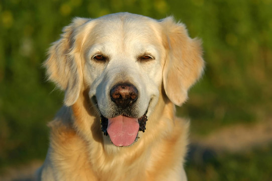 金毛獵犬