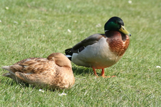 公園里的鴨子