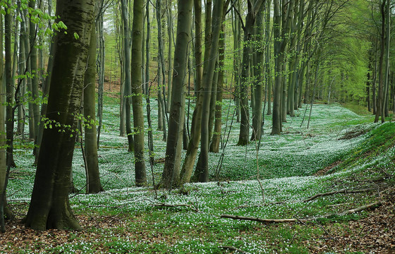 BLütenteppich