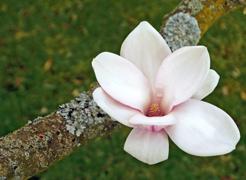 magnolienblüTE