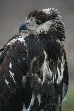 schreiseeadler