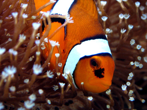 小丑魚（IV）